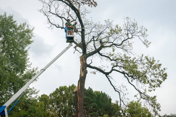 How Our Tree Care Process Works  in  Long Grove, IL