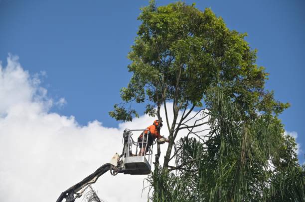 Reliable Long Grove, IL Tree Services Solutions